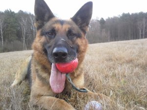 zdjęcie warującego na łące psa który trzyma w pysku czerwoną piłkę