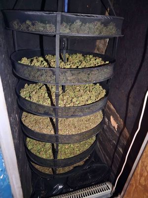 Zdjęcie suszu roślinnego