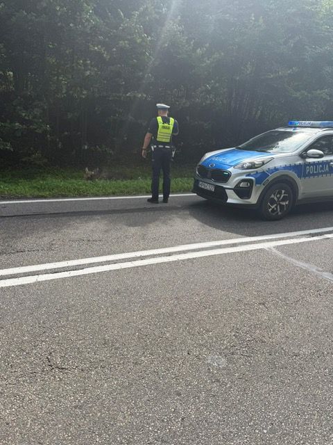 na zdjęciu widać ulice w lesie na której stoi radiowóz policjant stoi przy rowie w którym widać potrąconego łosia
